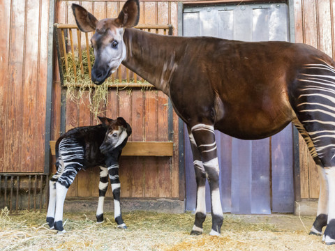 Naissance d'un okapi au zoo de Bâle, première depuis onze ans