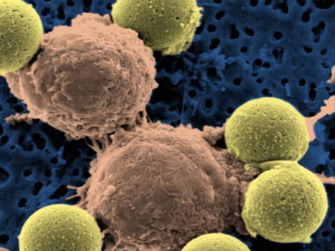 Des scientifiques vont créer un atlas des cellules humaines