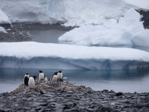 Pas moins de 55 scientifiques en mission inédite en Antarctique