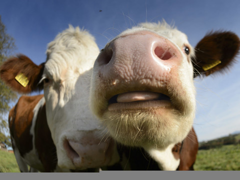 Vache sauvée d'une baignade involontaire à Lugano
