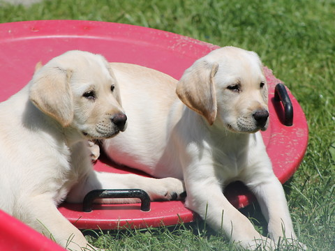 Une cinquième école pour chiens guides d'aveugle ouvre en Suisse