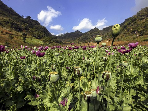 La culture d'opium de nouveau en plein essor