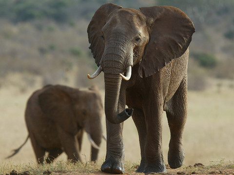 Chute de 60% des populations de vertébrés en 42 ans, avertit le WWF