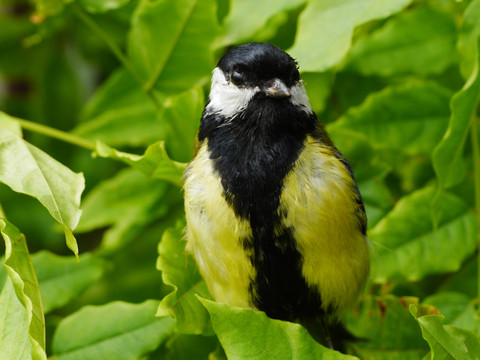 Chez la mésange charbonnière, le chanteur virtuose porte la cravate