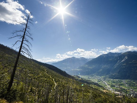 Réchauffement: les soins apportés aux forêts devront être adaptés