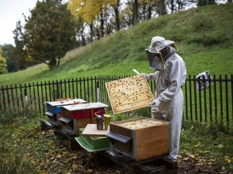 Les récoltes de miel au plus bas, sauf à Genève et en Valais