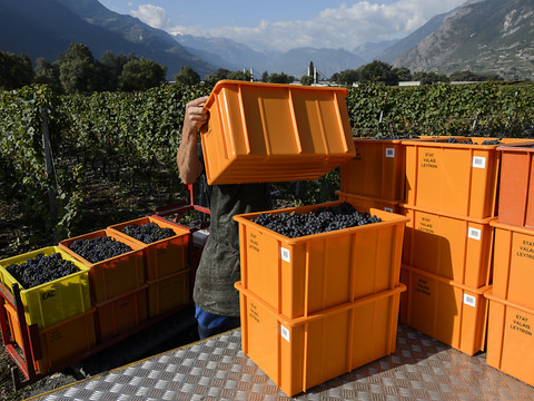 Le smartphone au secours des encaveurs