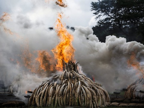 Les tueries d'éléphants, massacrés pour leur ivoire, s'intensifient
