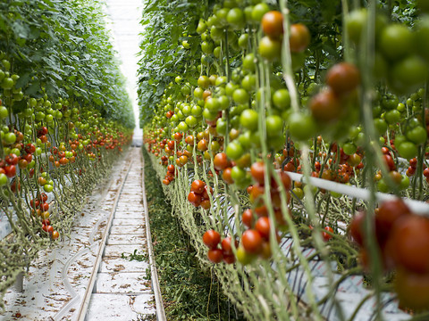 Fruits et légumes hors-sol ne seront plus mentionnés comme tels