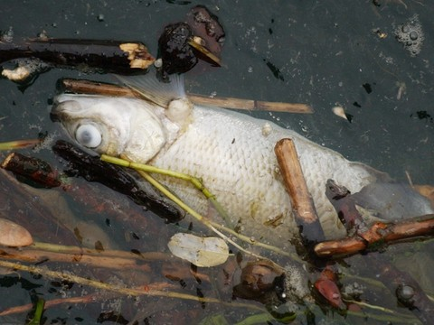 Milliers de poissons morts dans un canal valaisan