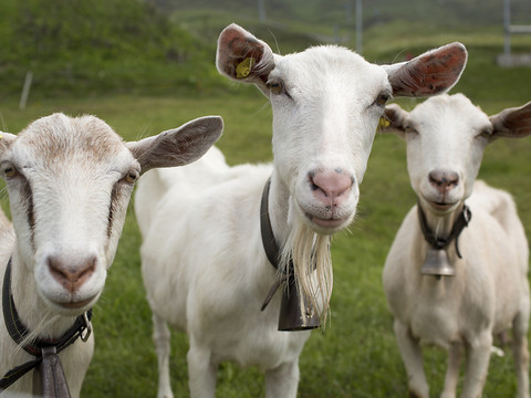 Le lait de chèvre est toujours plus demandé en Suisse