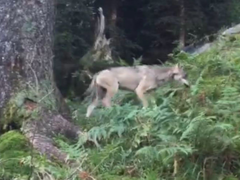 Le loup filmé en septembre près de Mollis (GL) a été identifié