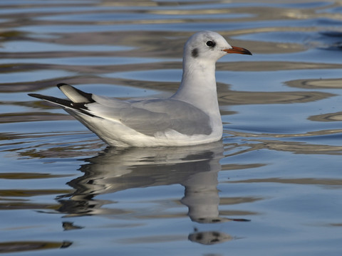 Oiseaux sauvages atteints de la grippe aviaire sur le lac de Bienne