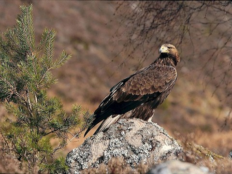 Les aigles pourraient chasser les drones dans le ciel français