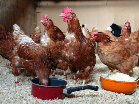 Les zoos et parcs s'arment contre la grippe aviaire