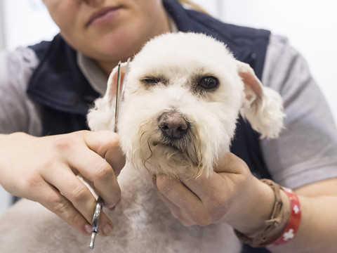 Les propriétaires de chiens plus obligés de suivre des cours