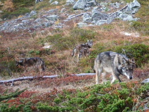 Meute photographiée pour la première fois en Valais