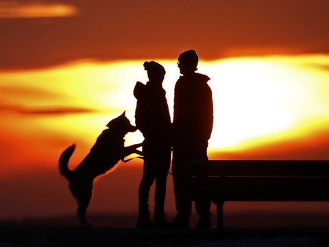 Votre chien peut se rappeler ce que vous avez fait