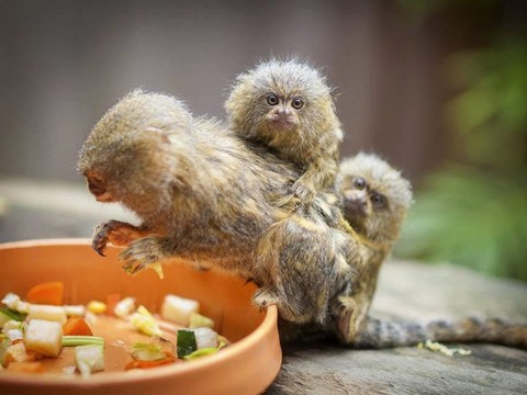 Vol de singes miniatures dans un zoo australien