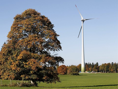 Une éolienne tue en moyenne près de 21 oiseaux par année