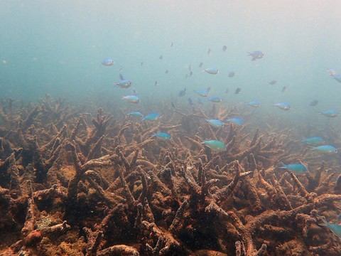 Les coraux meurent plus que jamais dans la barrière de corail
