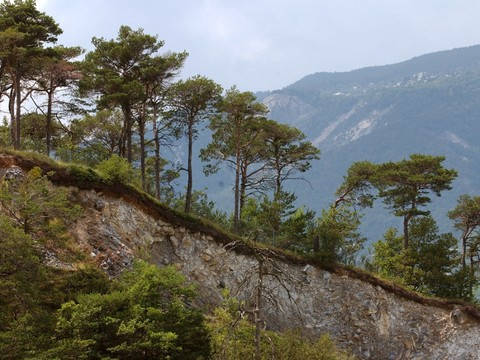 Création de la plus grande réserve forestière du Valais