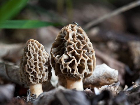 Assurance dispensée de payer après un caillou dans les morilles