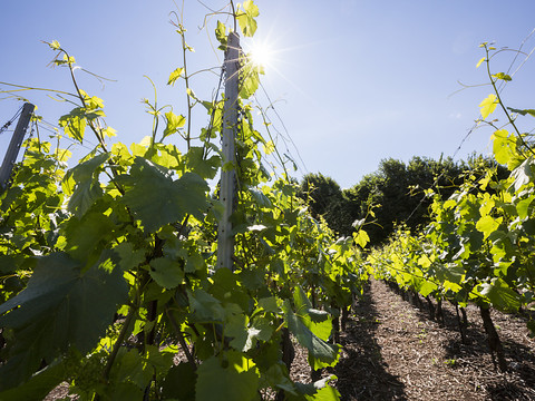 Premier cas de flavescence dorée de la vigne en Valais