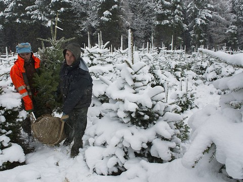 Plus d'un million de sapins vendus pour Noël
