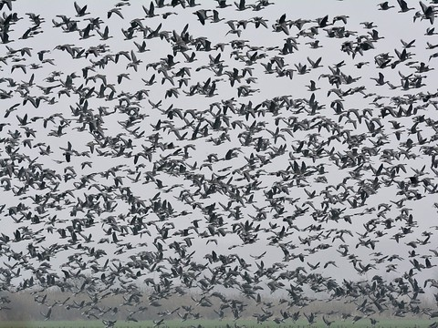 Des milliers d'oies meurent après s'être posées sur un lac toxique