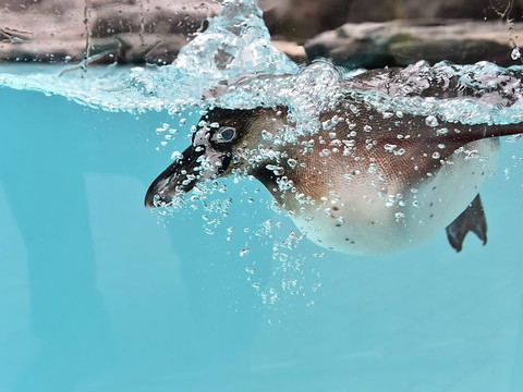 Sept pingouins mystérieusement noyés au zoo de Calgary