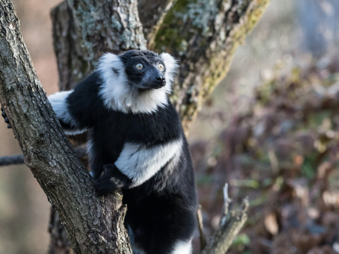 Deux makis noir et blanc s'installent au zoo de Bâle