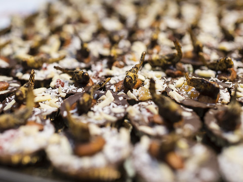 Les insectes débarquent dans les assiettes suisses