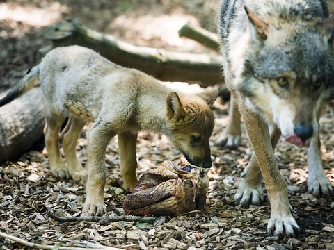 Tir d'un jeune loup autorisé en Valais