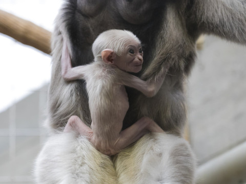 Naissance d'un gibbon à bonnet au zoo de Zurich