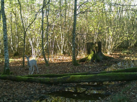 Un chevreuil blanc repéré dans les bois de Versoix (GE)