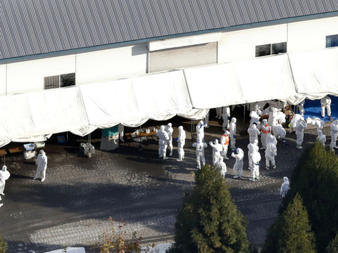 Plus d'un million de volailles abattues en un mois au Japon
