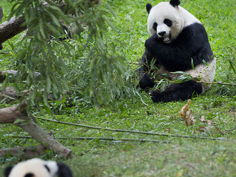 Pan Pan, le plus vieux panda mâle du monde est mort