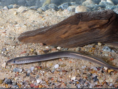 La petite lamproie élue poisson de l'année par les pêcheurs