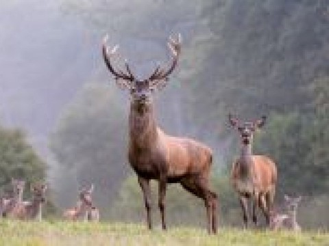 L'animal de l'année 2017 est le cerf