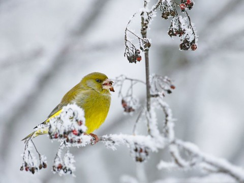 Attention à l'hygiène des mangeoires pour les oiseaux