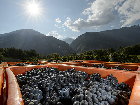 Qualité et quantité au rendez-vous pour les vins valaisans