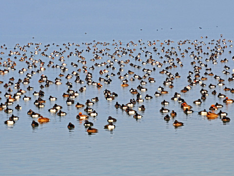Les oiseaux d'eau sont recensés depuis 50 ans