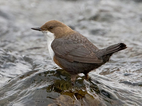 Le cincle plongeur est l’oiseau de l’année
