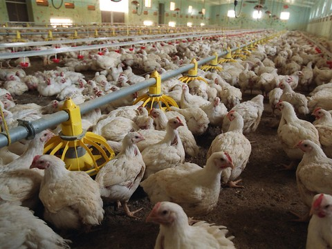 Toujours plus de poulets dans les élevages suisses