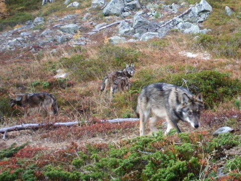 Le Valais procédera à un nouveau tir de régulation