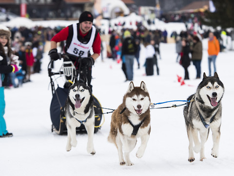 Record pour les courses de chiens de traîneaux à Saignelégier (JU)