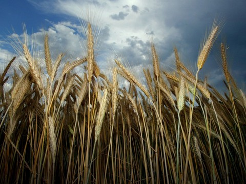 Un champignon qui trompe le système immunitaire du blé
