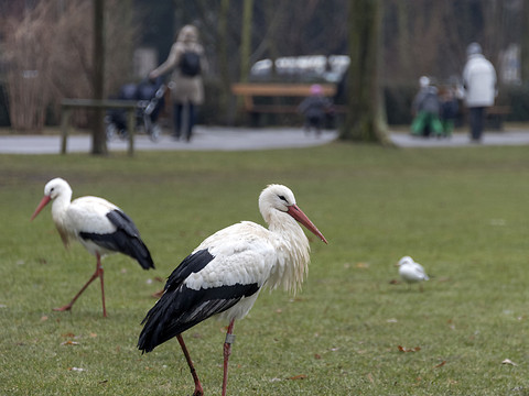 Des cigognes restent l'hiver à Bâle malgré le froid et la neige