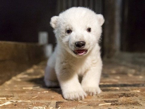 Après Knut, voici Fritz l'ourson polaire qui fait fondre Berlin